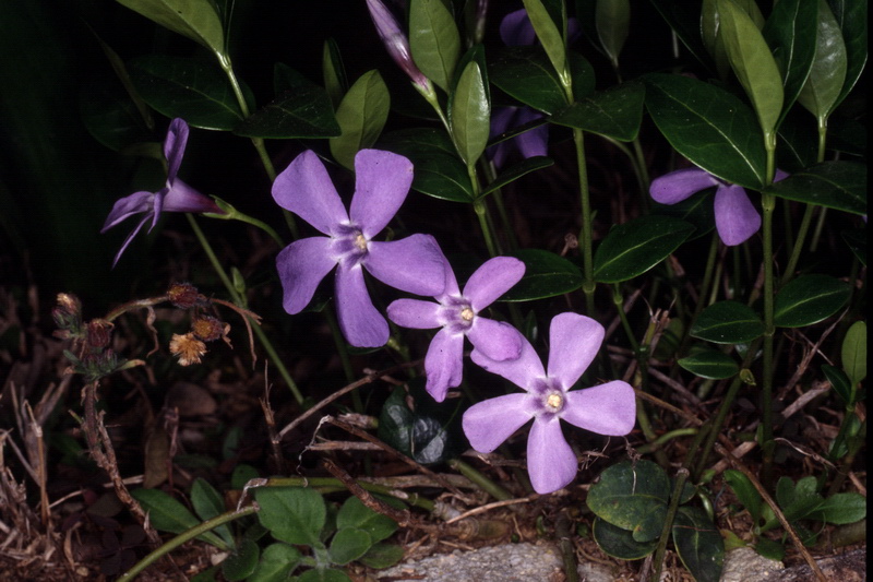 Orchidee in una villa vicino a Piediluco (Terni)